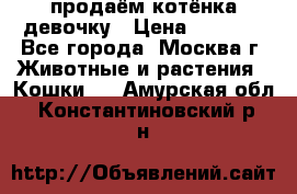 продаём котёнка девочку › Цена ­ 6 500 - Все города, Москва г. Животные и растения » Кошки   . Амурская обл.,Константиновский р-н